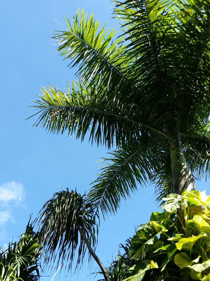 Rancho Tranquilo Vandrarhem Tulum Exteriör bild