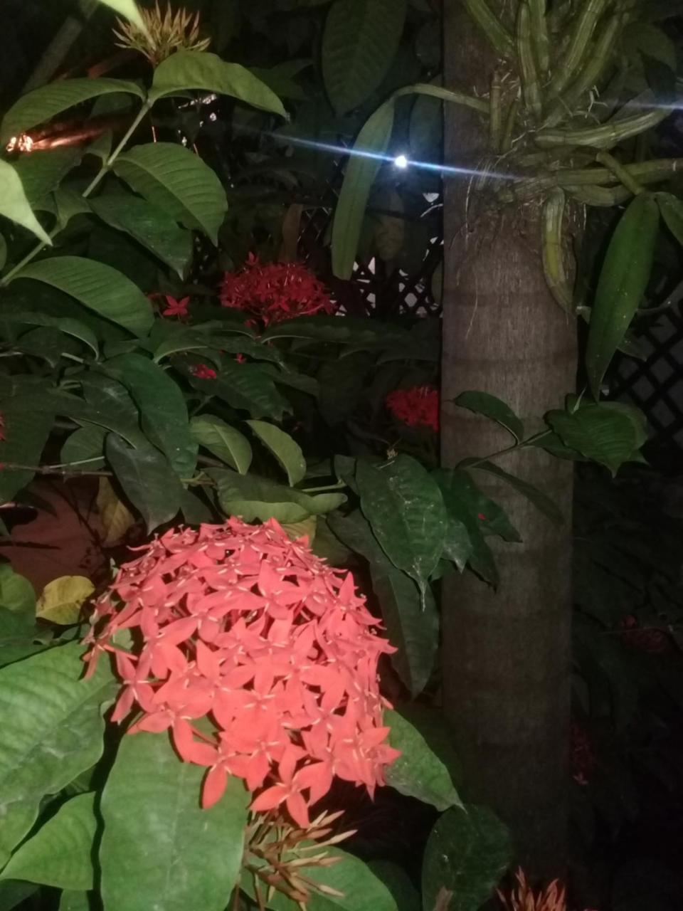 Rancho Tranquilo Vandrarhem Tulum Exteriör bild